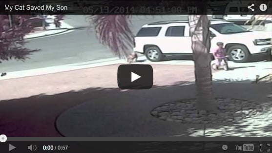 This footage of a little boy being saved by his cat is amazing. 
