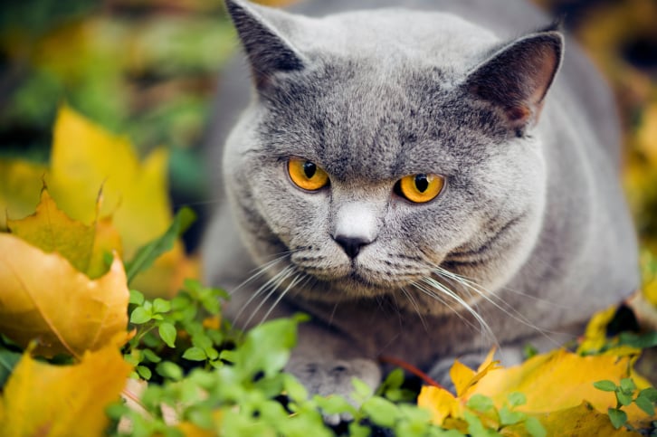 Siete Razones para Amar a los Gatos Birmanos