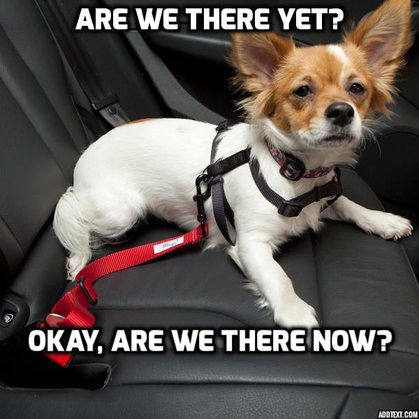 11 consejos para mantener a tus perros seguros en el coche