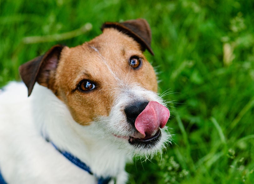 What does it mean when my dog licks the air?