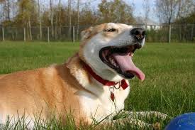 Why do dogs pant?