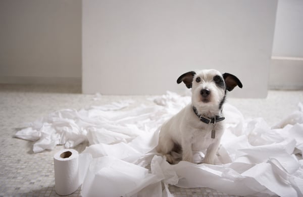 Adiestramiento para cachorros - Cuatro pasos para enseñar a tu perro a hacer sus necesidades