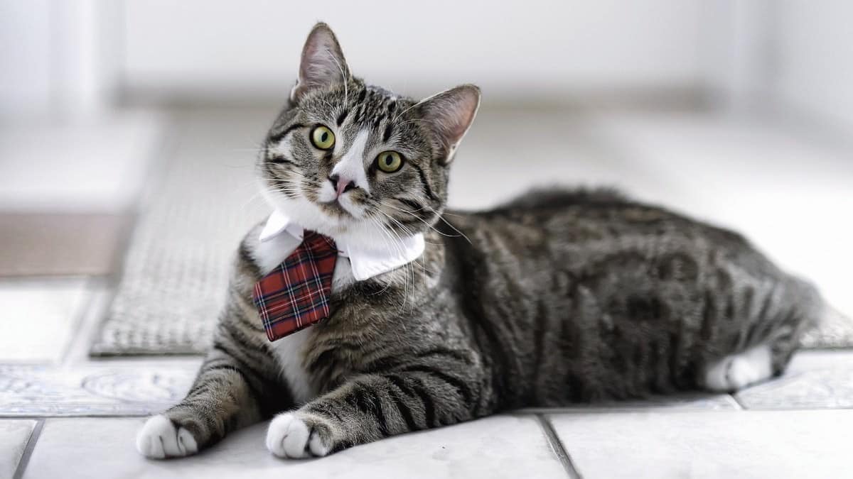 5 Startups for Cat Lovers