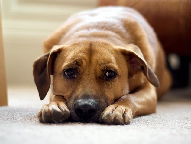 ¿Qué significa que tu perro se muerda las uñas?