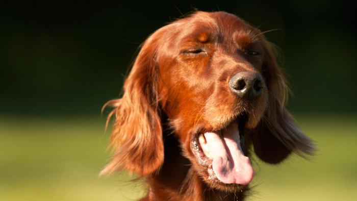 Ah-choo! Reverse Sneezing in Dogs