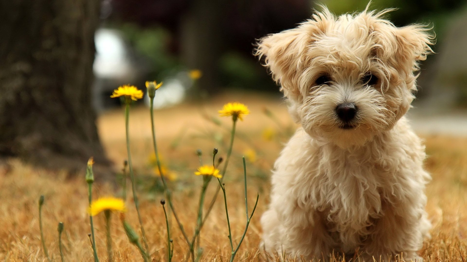 4 Consejos y Remedios para Proteger a tus Mascotas de las Garrapatas.