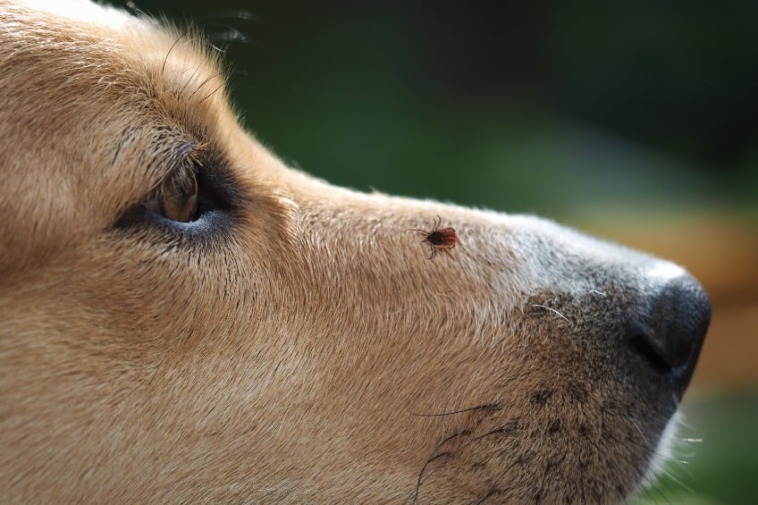 What Do Flea Eggs Look Like and How Do You Get Rid of Them