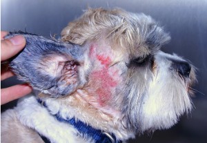 Esta es realmente una condición de piel miserable. Solo hay que mirar los ojos del pobre cachorro.