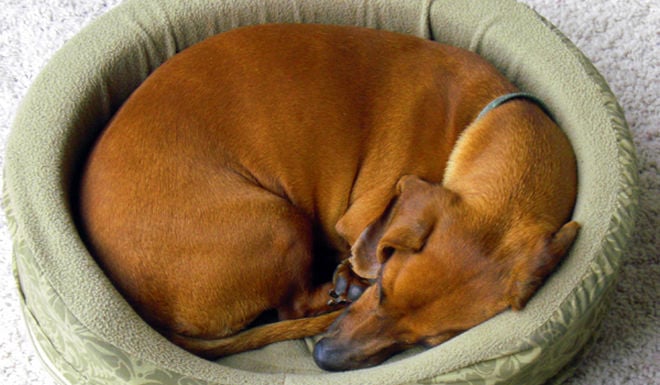 Why does my dog turn circles before lying down?