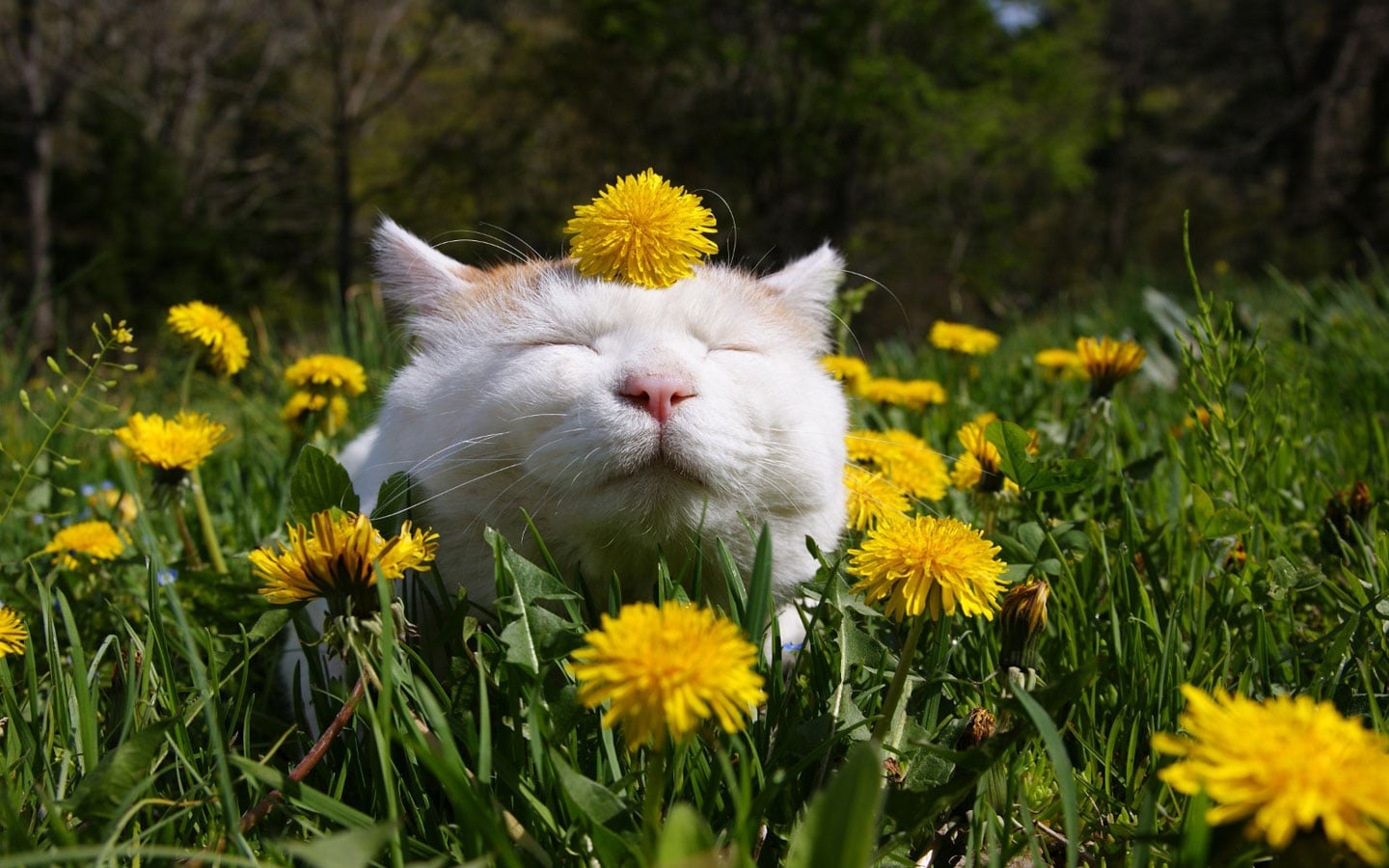 Crea un jardín que hará ronronear a tu gato