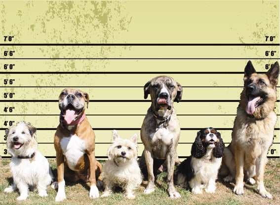 Perros Peligrosos: Desmintiendo una Mala Reputación