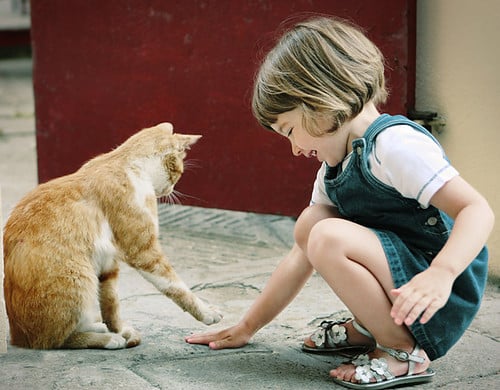 ¿Qué Gatos se Adaptan Mejor a Vivir con Otros Gatos, Perros o Niños?