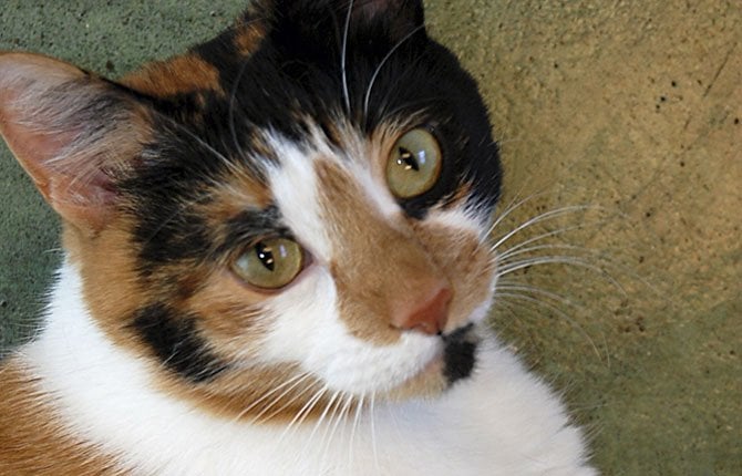 Adoptar un gato mayor