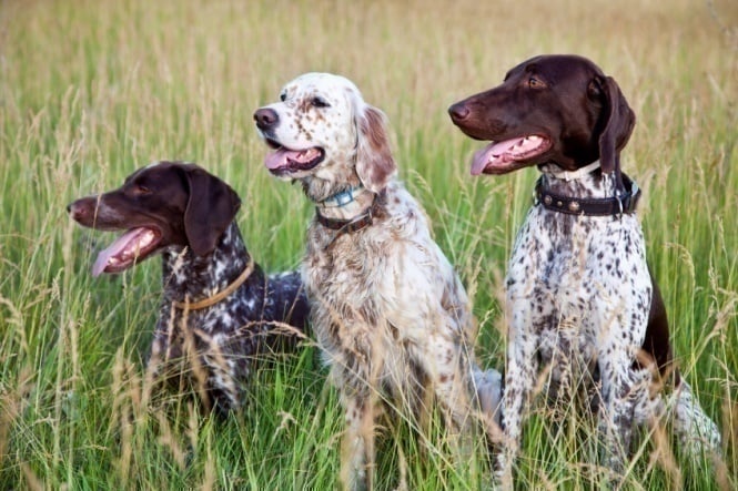 Artículos Útiles Para Perros Deportivos