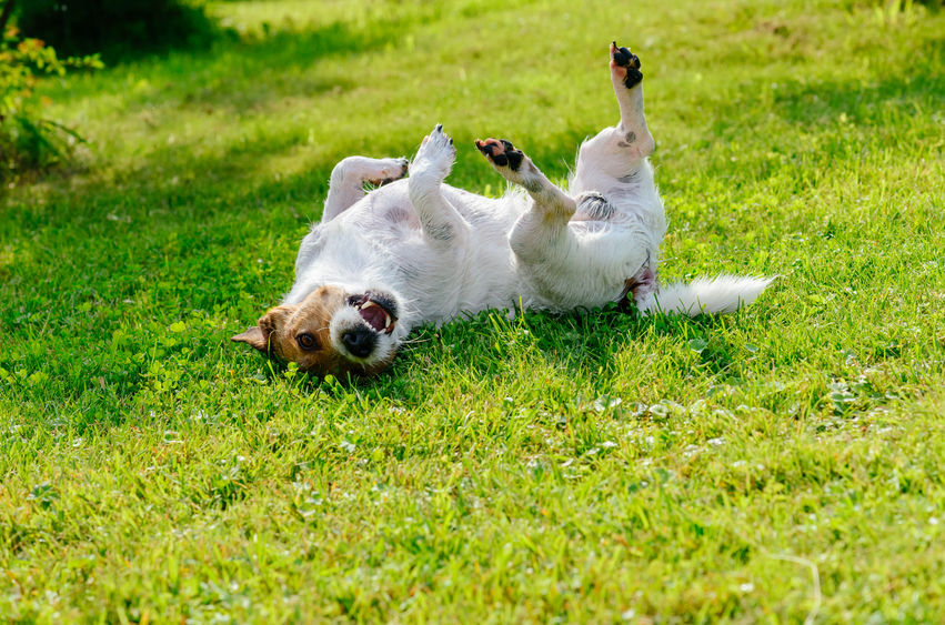 Five home remedies for your dog’s itchy skin