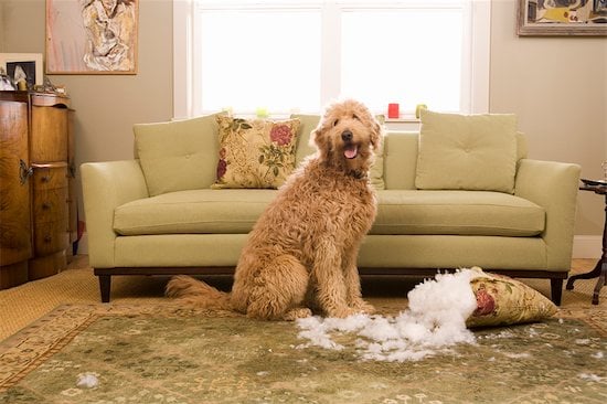 Cómo evitar que tu perro destruya los muebles