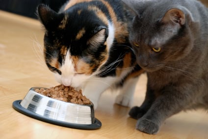Cómo Controlar la Ingesta de Alimentos en Varios Gatos