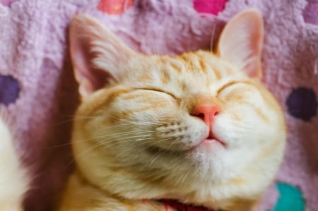 10 Artículos Útiles Para Gatos Felices
