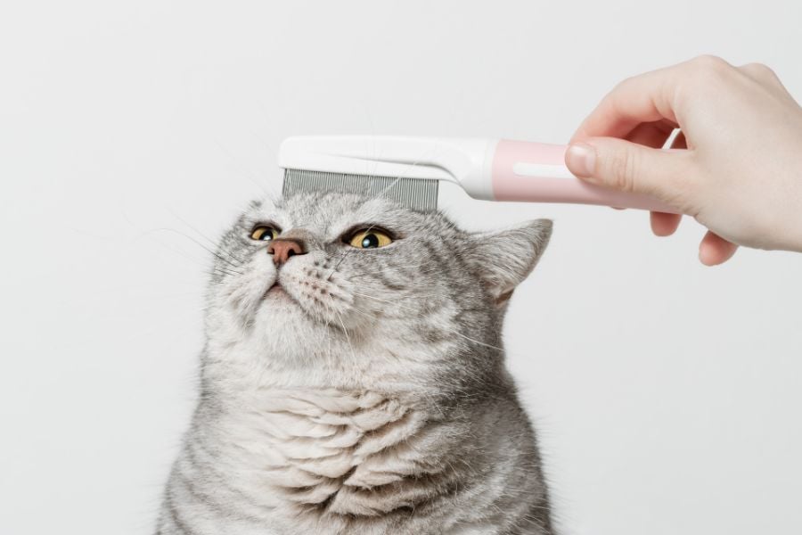 Purrfect Cat Grooming Tips for a Happy and Healthy Kitty