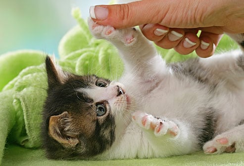 Six Easy Games to Play With Your Kitten