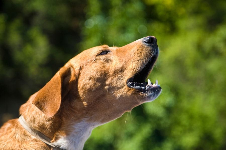How to Stop Your Dog from Excessive Barking