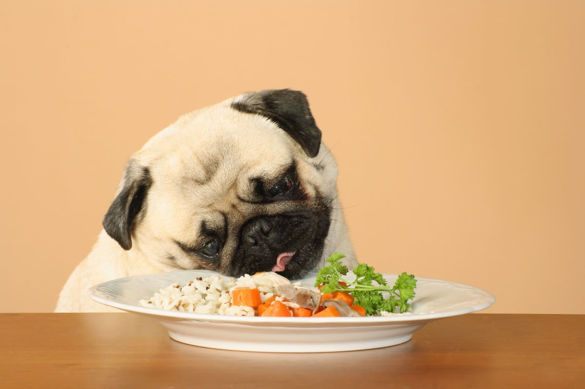 ¿Cuánto debes alimentar a tu perro?