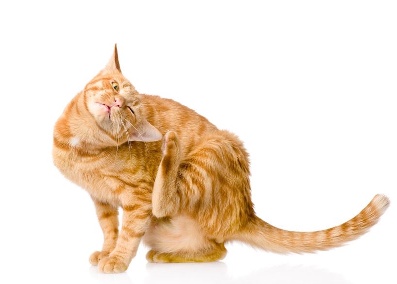 How to ditch the itch when your cat has skin allergies
