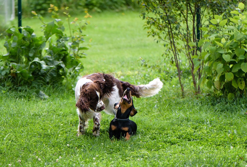 Tips for Outdoor Flea Control