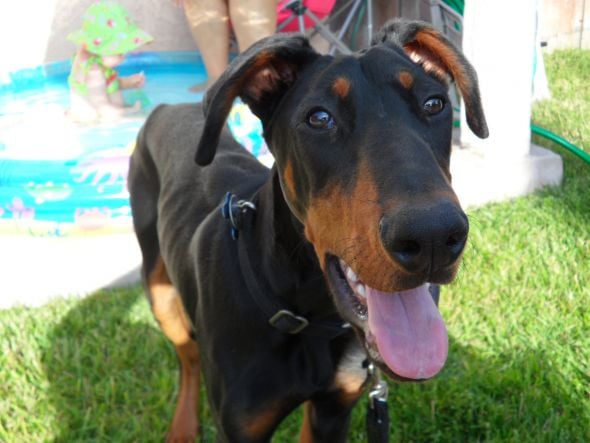 Cómo ayudar a un perro con bajo peso a ganar kilos