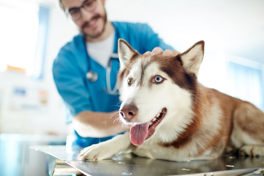 Anaplasmosis in Dogs