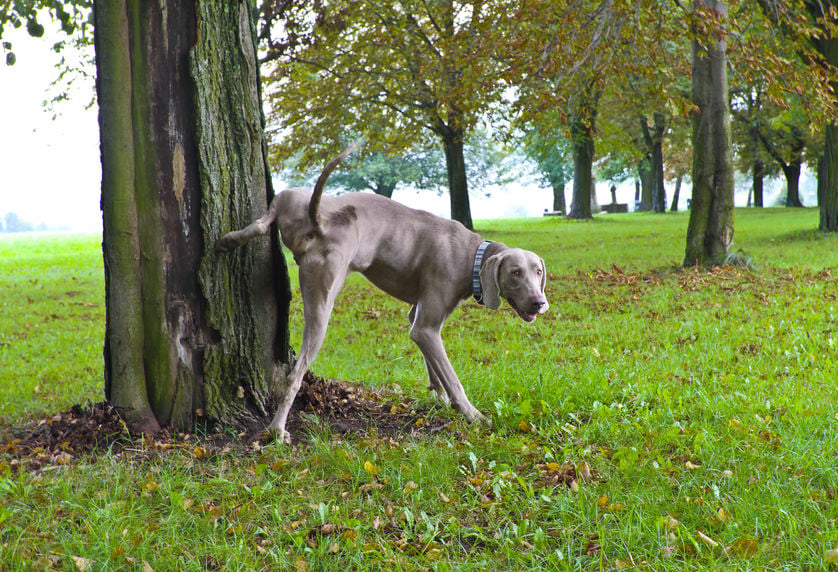 Why dogs lift their legs to pee
