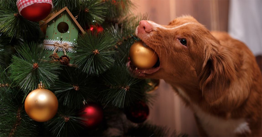 dog biting christmas decoration