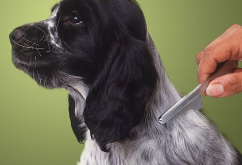 ¿Te preocupa la caspa de tu perro?