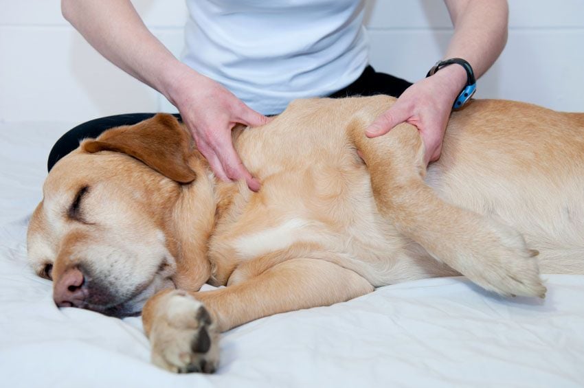 Todo Sobre los Veterinarios Holísticos