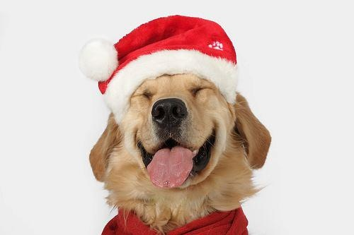 dog christmas hat smiling
