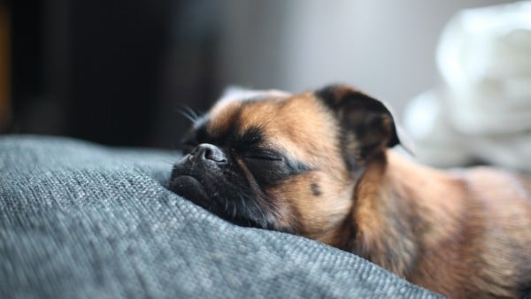 ¿Tu perro duerme demasiado?