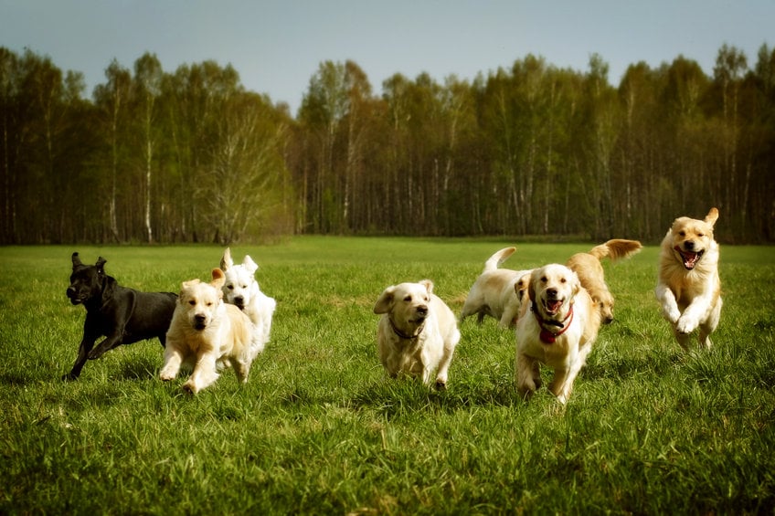 Tips for socializing an older dog