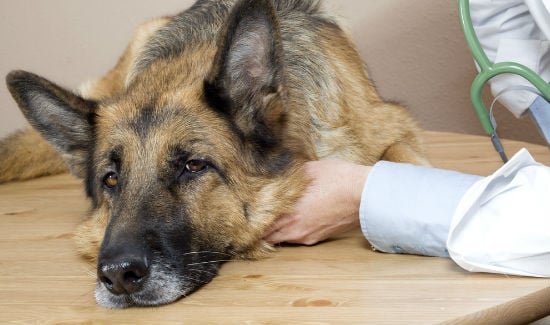 Signs Your Dog Is Having an Addisonian Crisis