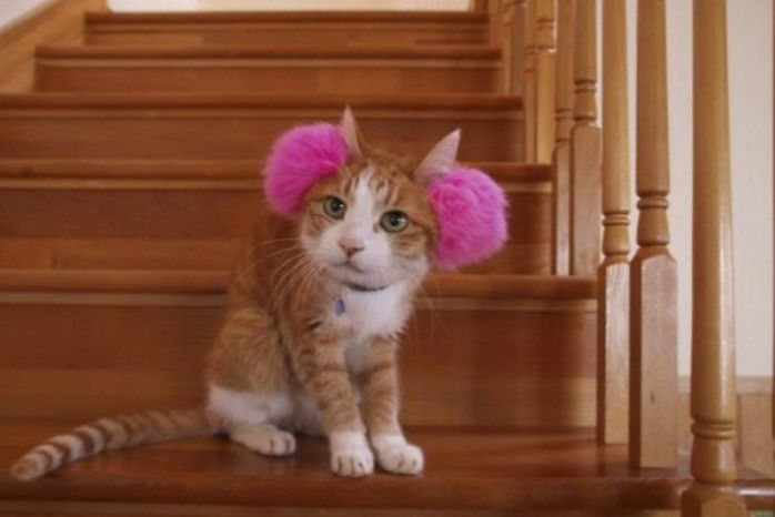 Cómo Cuidar a un Gato Sordo