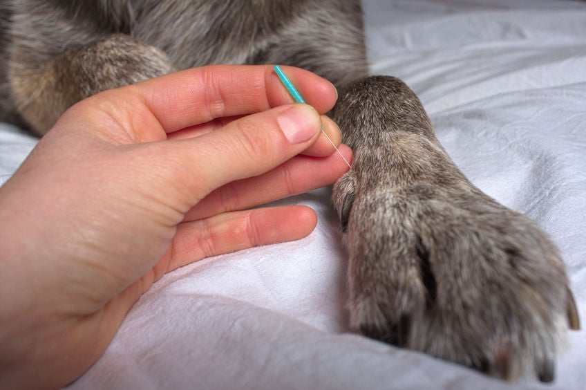Does acupuncture work for dogs?