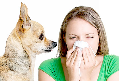 11 Mejores Razas de Perros para Personas con Alergias