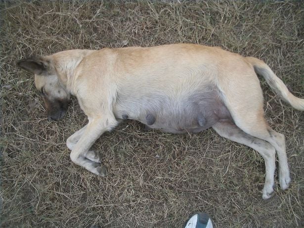 Pronóstico de Cachorros, Parte 2: Complicaciones en Perras Embarazadas
