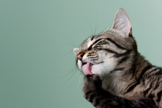 Cómo ayudar a un gato estresado que se acicala en exceso