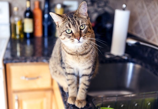 Cómo Mantener a los Gatos Fuera de las Encimeras de la Cocina