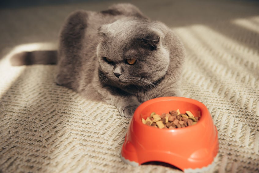 Help! My cat won’t eat