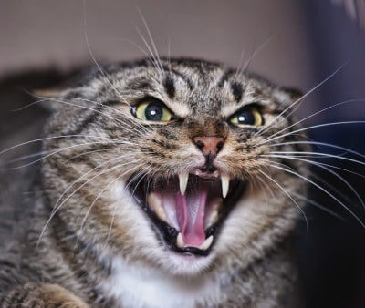 6 Razones por las que tu gato sisea