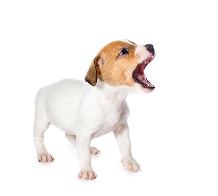 What your dog’s bark is telling you