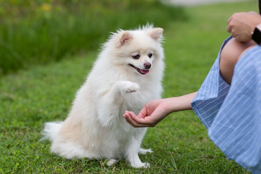 Common Dog Training Mistakes and How to Avoid Them