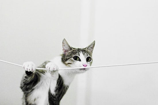 5 formas de evitar que tu gato mastique cables