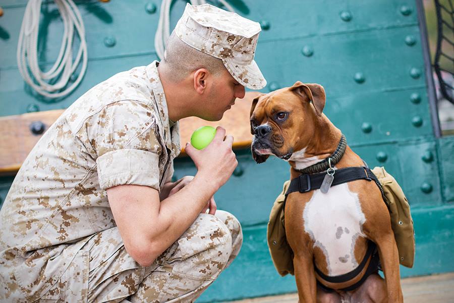 Dogs On Deployment
